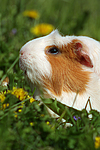 kleintierfotos meerschwein_-_crested