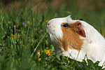 kleintierfotos meerschwein_-_crested
