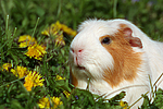 kleintierfotos meerschwein_-_crested