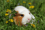 kleintierfotos meerschwein_-_crested
