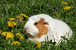 kleintierfotos meerschwein_-_crested