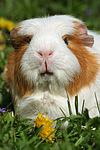 kleintierfotos meerschwein_-_crested