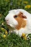 kleintierfotos meerschwein_-_crested