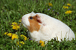 kleintierfotos meerschwein_-_crested