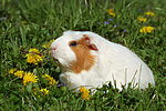 kleintierfotos meerschwein_-_crested