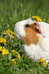 kleintierfotos meerschwein_-_crested