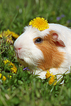 kleintierfotos meerschwein_-_crested