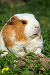 kleintierfotos meerschwein_-_crested