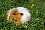 kleintierfotos meerschwein_-_crested