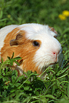 kleintierfotos meerschwein_-_crested