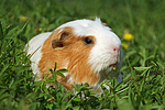 kleintierfotos meerschwein_-_crested