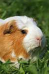 kleintierfotos meerschwein_-_crested