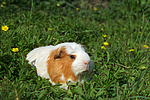 kleintierfotos meerschwein_-_crested