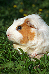 kleintierfotos meerschwein_-_crested