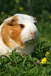 kleintierfotos meerschwein_-_crested