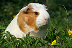 kleintierfotos meerschwein_-_crested
