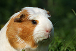 kleintierfotos meerschwein_-_crested