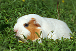 kleintierfotos meerschwein_-_crested