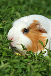 kleintierfotos meerschwein_-_crested