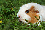 kleintierfotos meerschwein_-_crested