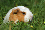 kleintierfotos meerschwein_-_crested