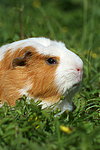 kleintierfotos meerschwein_-_crested