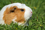 kleintierfotos meerschwein_-_crested
