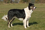 hundefotos border_collie
