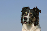 hundefotos border_collie