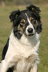 hundefotos border_collie