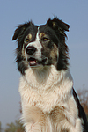 hundefotos border_collie