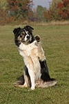 hundefotos border_collie