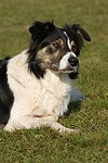 hundefotos border_collie