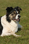 hundefotos border_collie