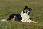 hundefotos border_collie