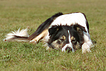 hundefotos border_collie