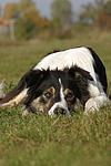 hundefotos border_collie