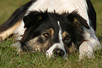 hundefotos border_collie