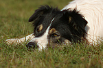 hundefotos border_collie