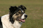 hundefotos border_collie