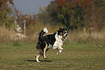 hundefotos border_collie