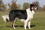 hundefotos border_collie