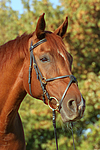 pferdefotos sachsen_anhaltiner_warmblut