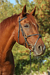 pferdefotos sachsen_anhaltiner_warmblut