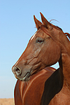 pferdefotos sachsen_anhaltiner_warmblut