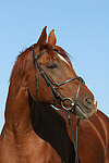 pferdefotos sachsen_anhaltiner_warmblut