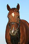 pferdefotos sachsen_anhaltiner_warmblut