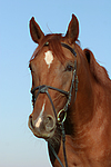 pferdefotos sachsen_anhaltiner_warmblut