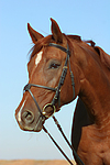 pferdefotos sachsen_anhaltiner_warmblut