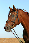 pferdefotos sachsen_anhaltiner_warmblut